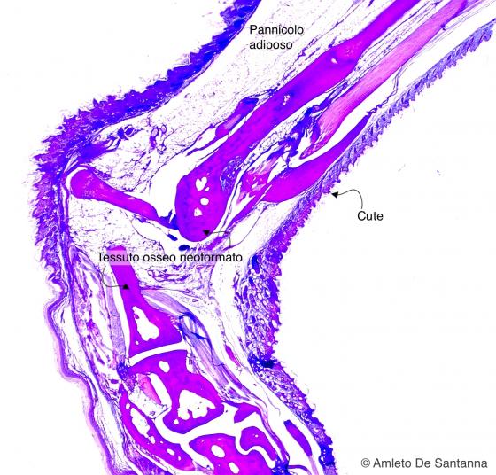 Figura C72. Arto anteriore di topo