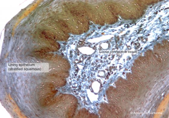 Figure C8. Rabbit esophagus