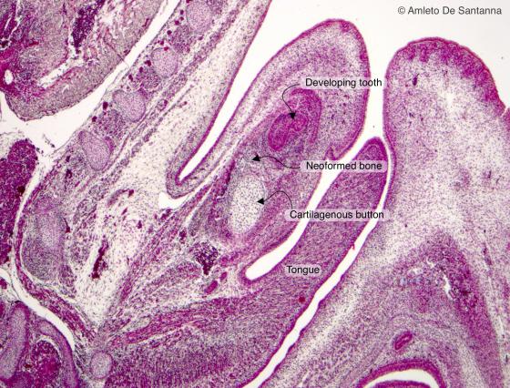 Figure C86. Mouse fetus