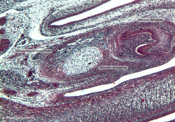 Figura C87. Mandibola di feto di topo