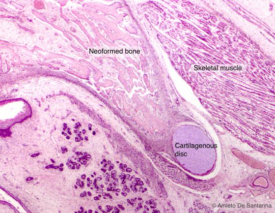 Figure C89. Human fetal mandible