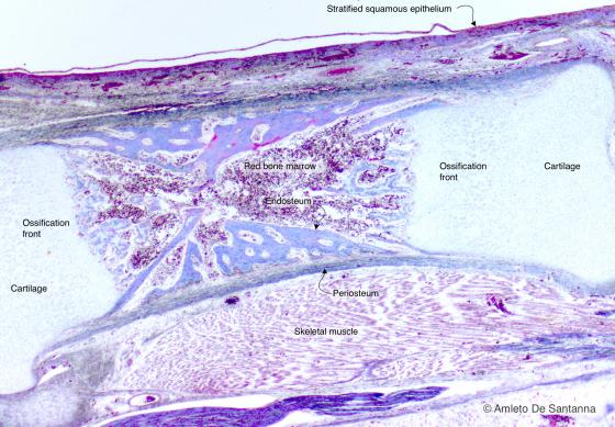 Figure C97A. Human fetal foot