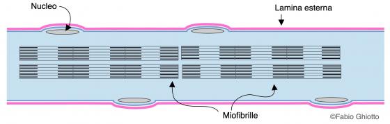 Figura M1. Disegno schematico di una fibra muscolare striata