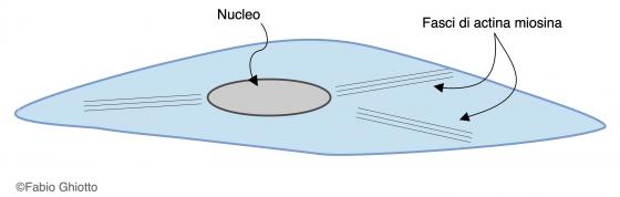 Figura M22. Disegno schematico di una cellula muscolare liscia