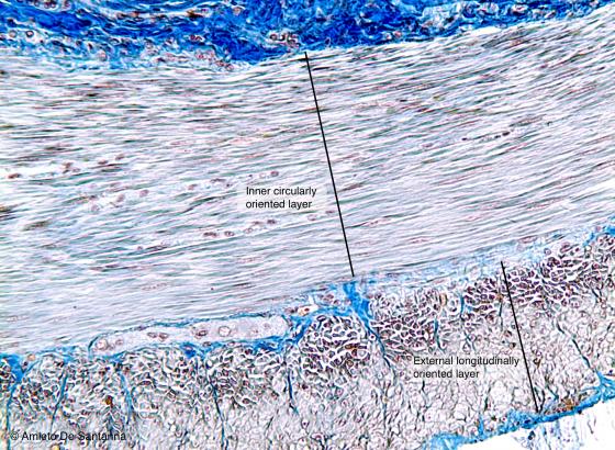 Figure M26A. Mouse intestine in transversal section