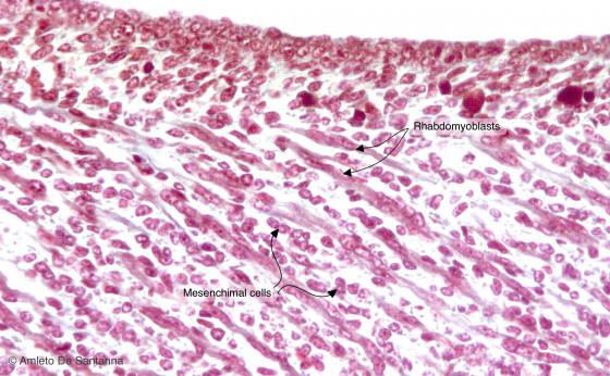 Figure M3. Mouse embryo