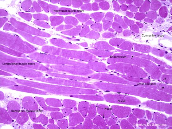 Figure M5. Human tongue