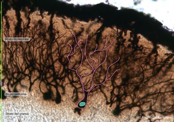 Figura N17. Cervelletto di topo a più forte ingrandimento