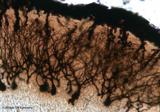 Figura N18. Cervelletto di topo a più forte ingrandimento