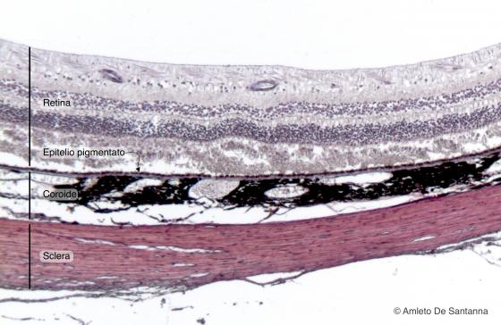 Figura N21A. Bulbo oculare di uomo