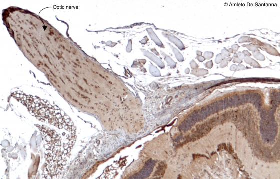 Figure N23. Mouse optic nerve