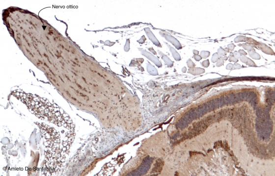 Figura N23. Nervo ottico di topo