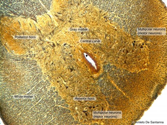 Figure N24A. Cat spinal cord