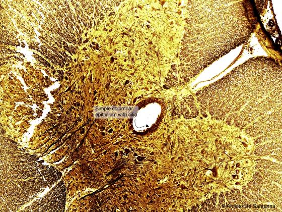 Figure N25. Cat spinal cord