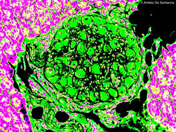 Figura N39. Pancreas di topo