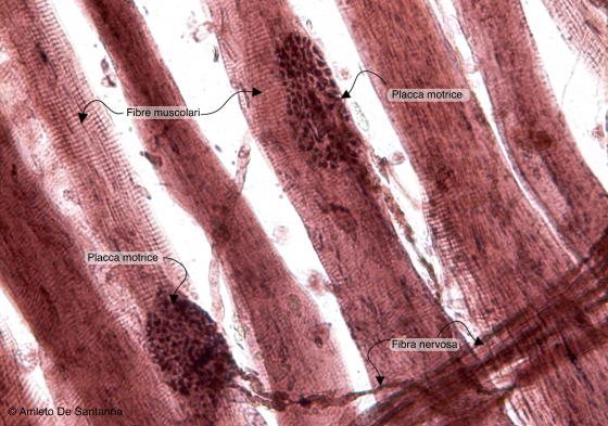 Figura N50A. Terminazioni neuromuscolari di rana a più forte ingrandimento