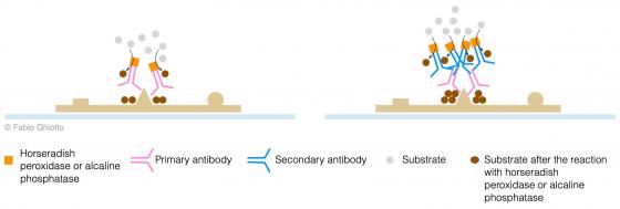 Figure S31. Schematic example of direct and indirect immuno-histochemical reactions.